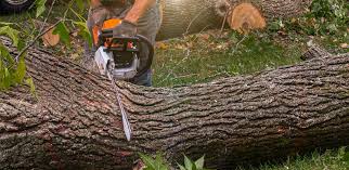 Best Root Management and Removal  in White Pigeon, MI